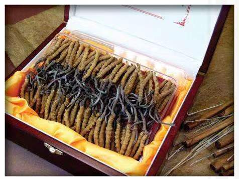 谢通门冬虫夏草回收